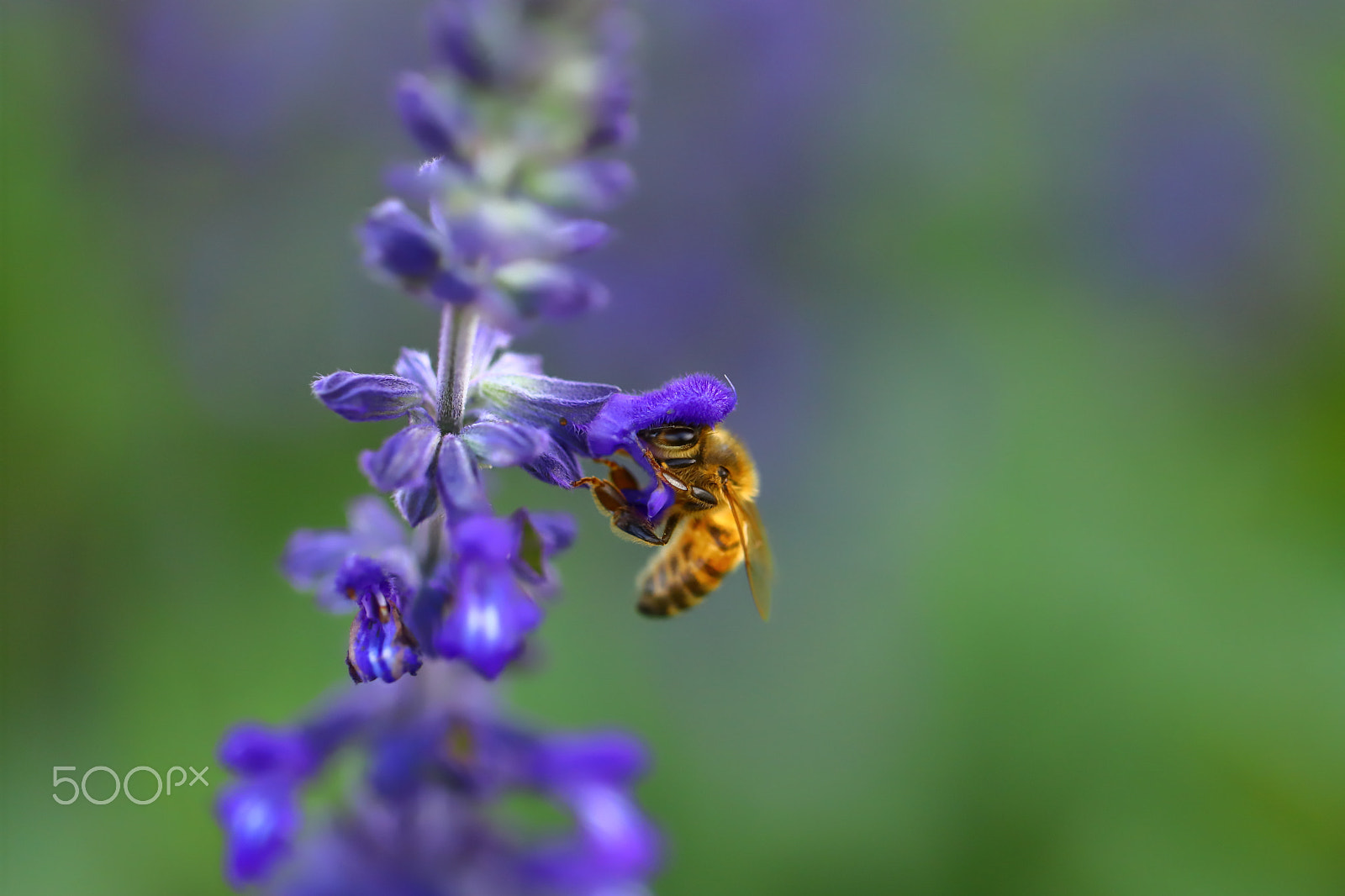 Canon EF 100mm F2.8L Macro IS USM sample photo. Bee snuggling in a flower, hunting for food photography