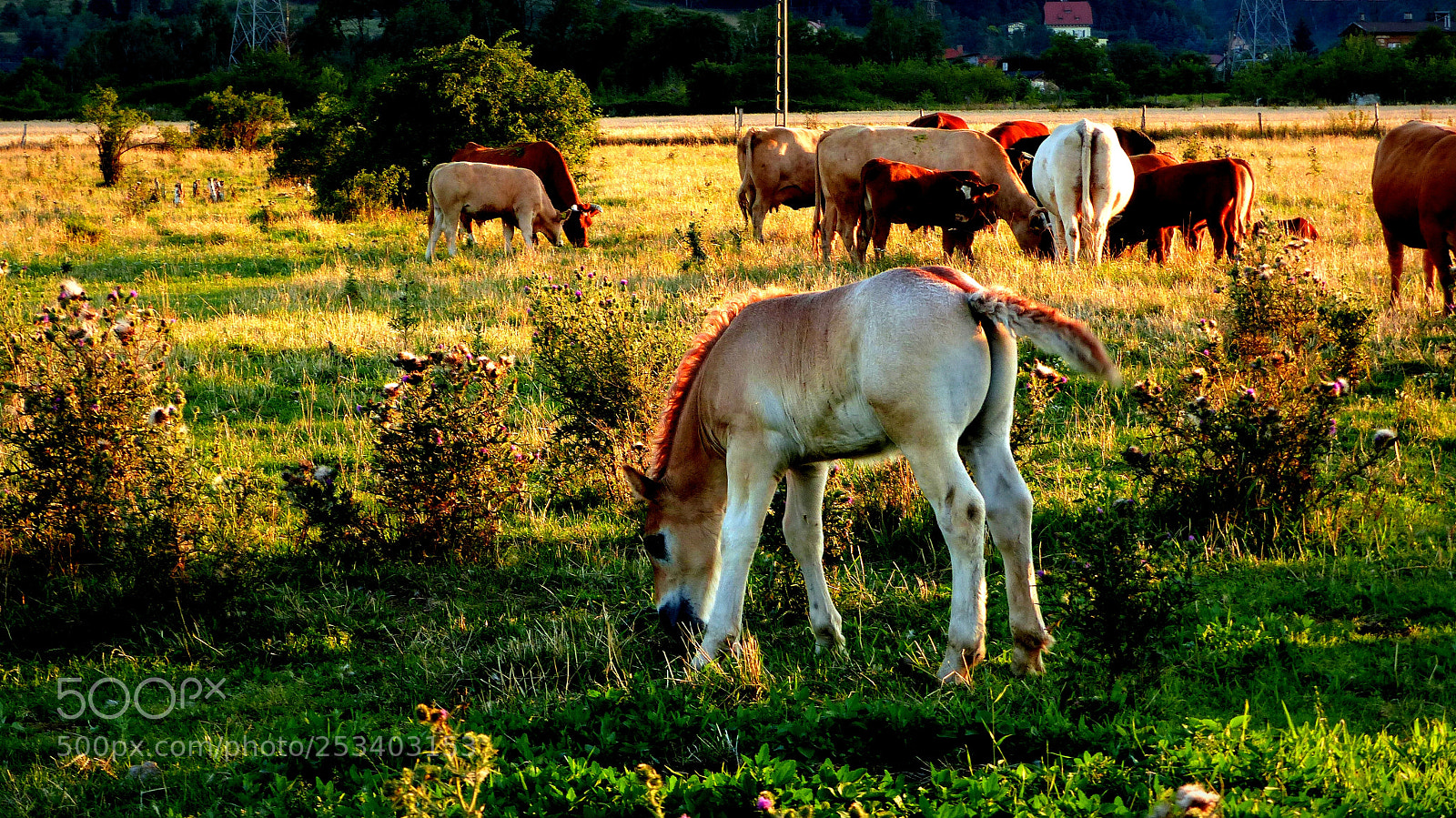 Panasonic Lumix DMC-FZ200 sample photo. In the pasture. photography