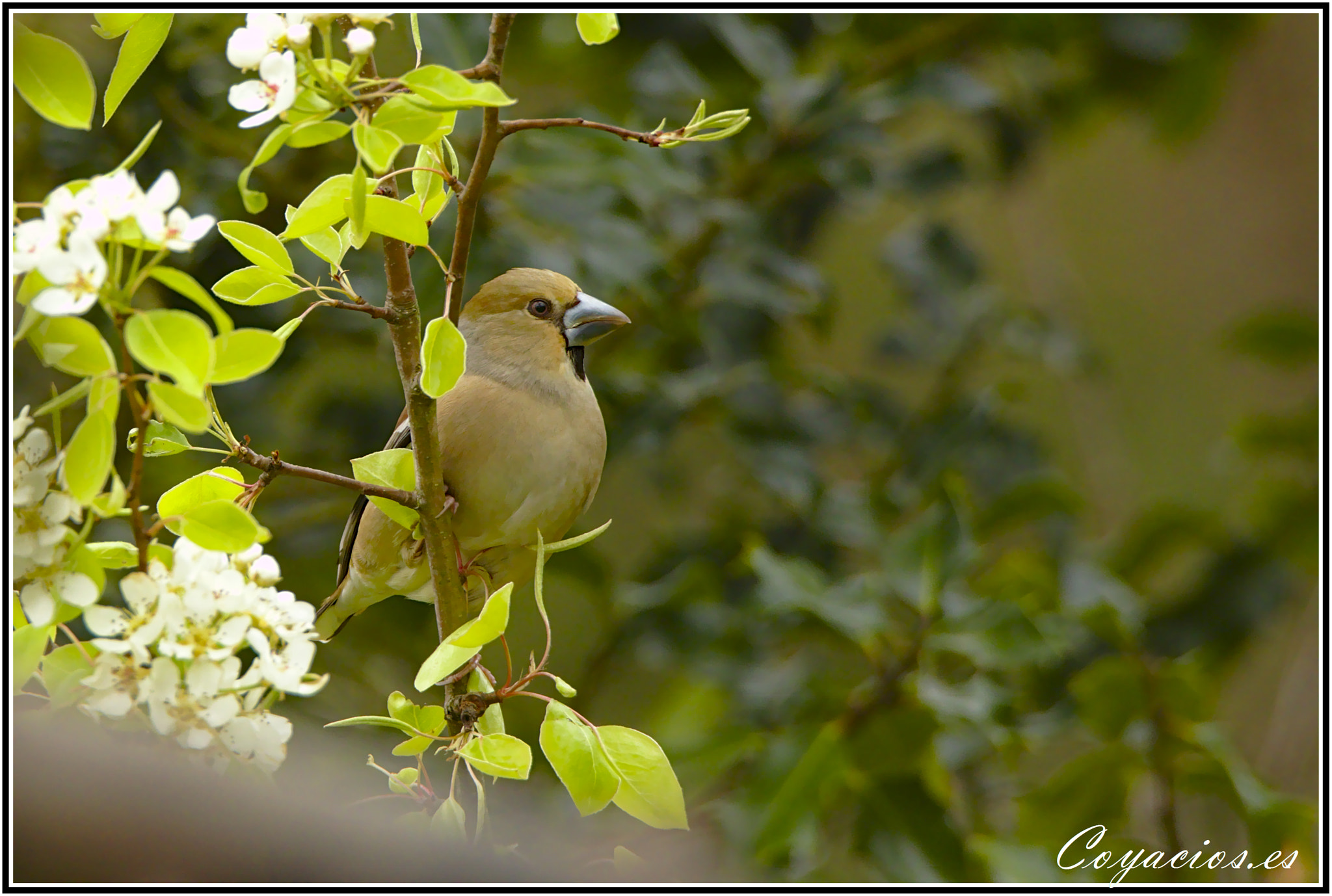 Canon EOS 7D Mark II sample photo. Observando el tiempo.
picogordo ♀ (coccothraustes coccothraustes)
más en mi galería... photography