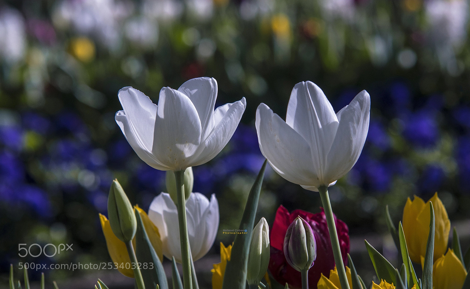 Pentax K-3 II sample photo. White charm photography