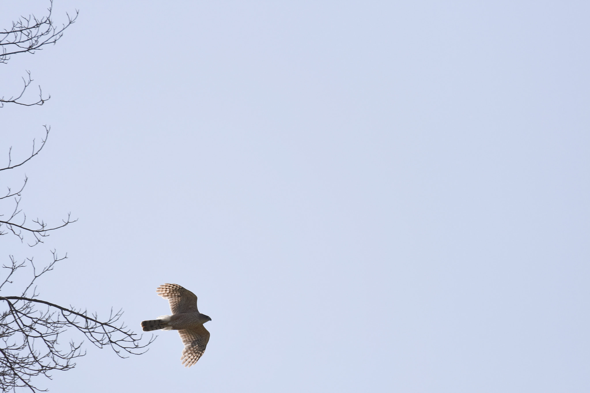 Nikon D3400 sample photo. Hawk take off photography