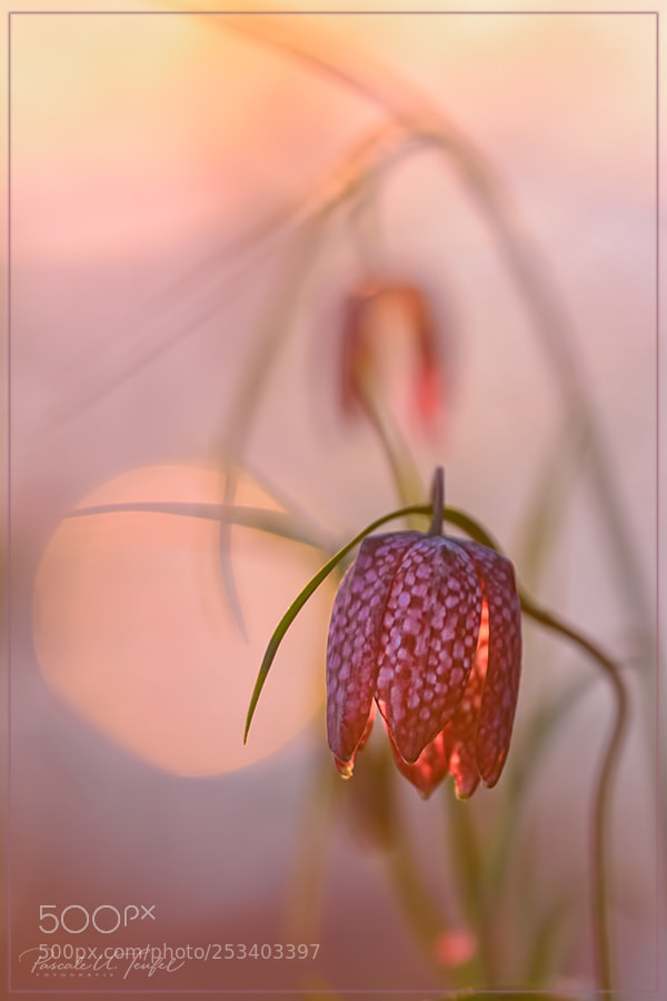 Nikon D5200 sample photo. You are in all photography