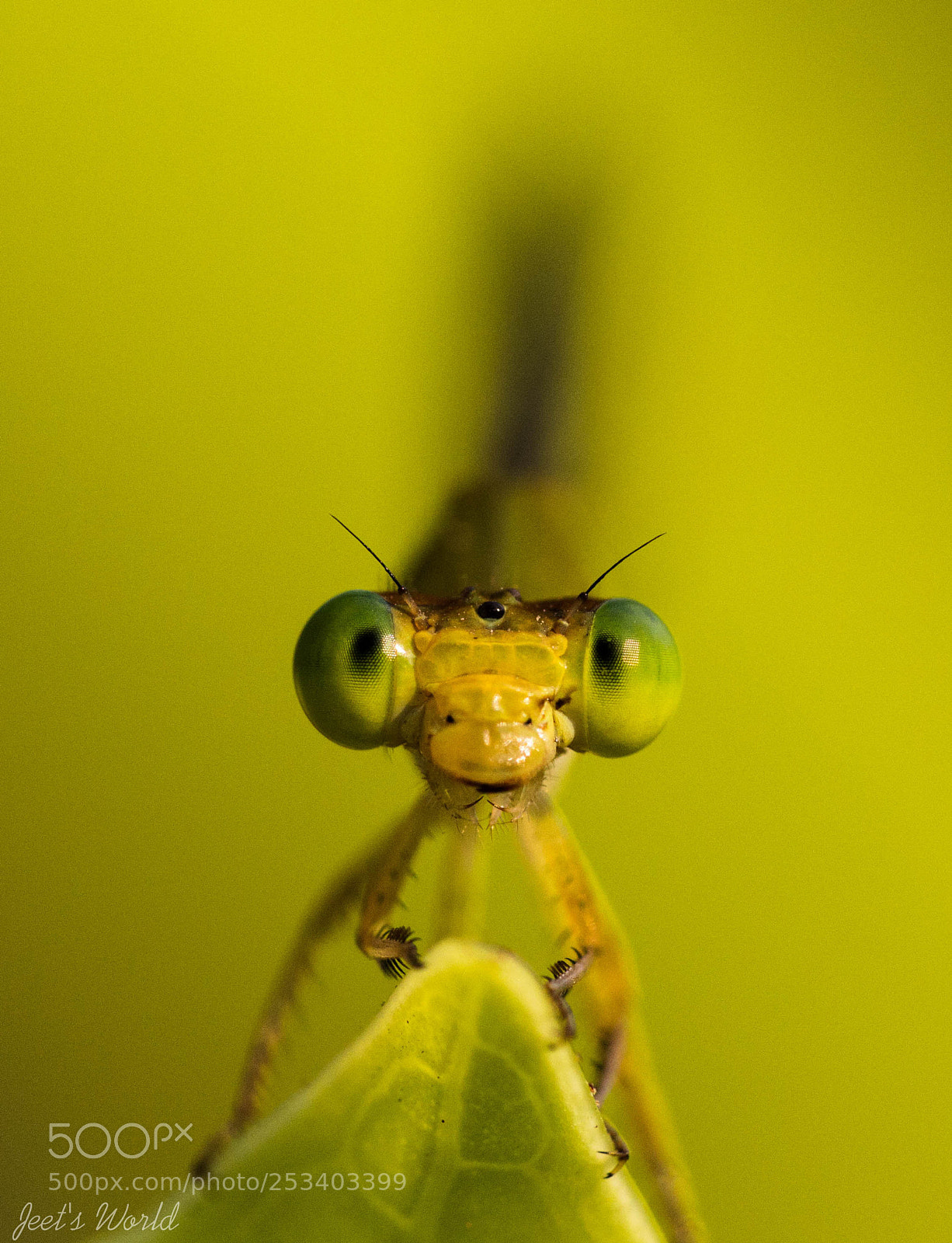 Canon EOS 700D (EOS Rebel T5i / EOS Kiss X7i) sample photo. Damselfly...close up photography