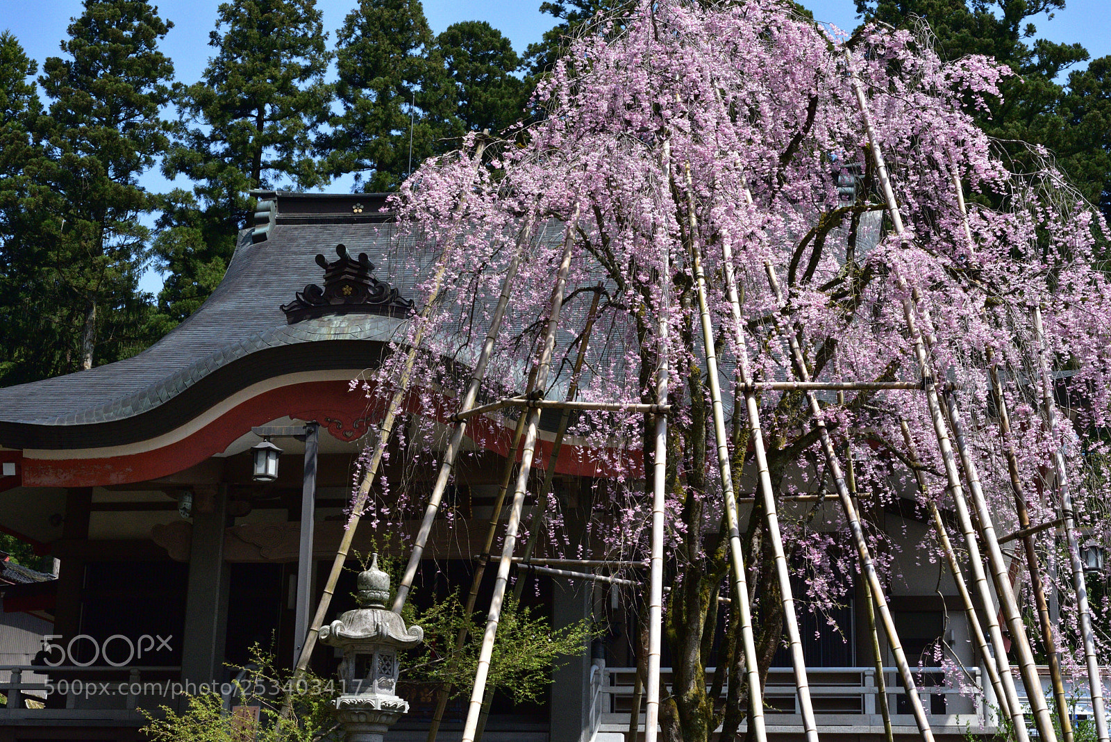 Nikon AF-S Micro-Nikkor 60mm F2.8G ED sample photo. 富山福野・安居寺の枝垂れ桜 photography