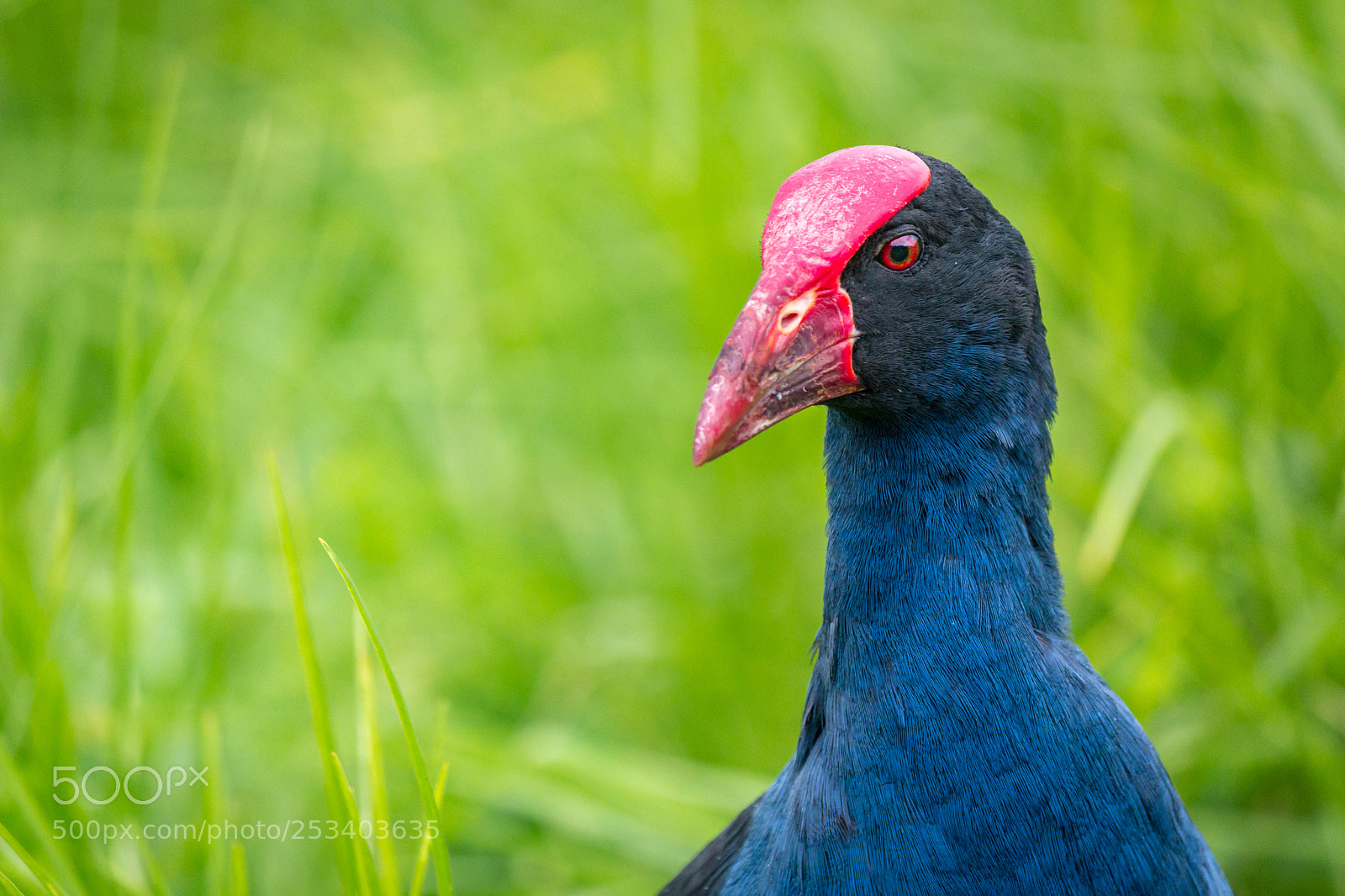 Canon EOS 600D (Rebel EOS T3i / EOS Kiss X5) sample photo. Pukeko (australasian swamp hen) photography