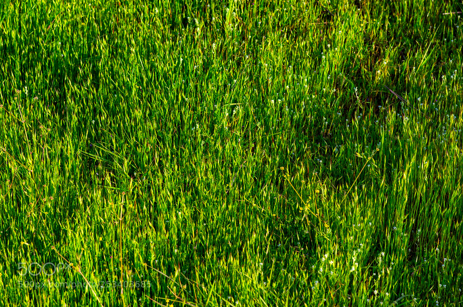 Pentax K-3 II sample photo. Del val photography