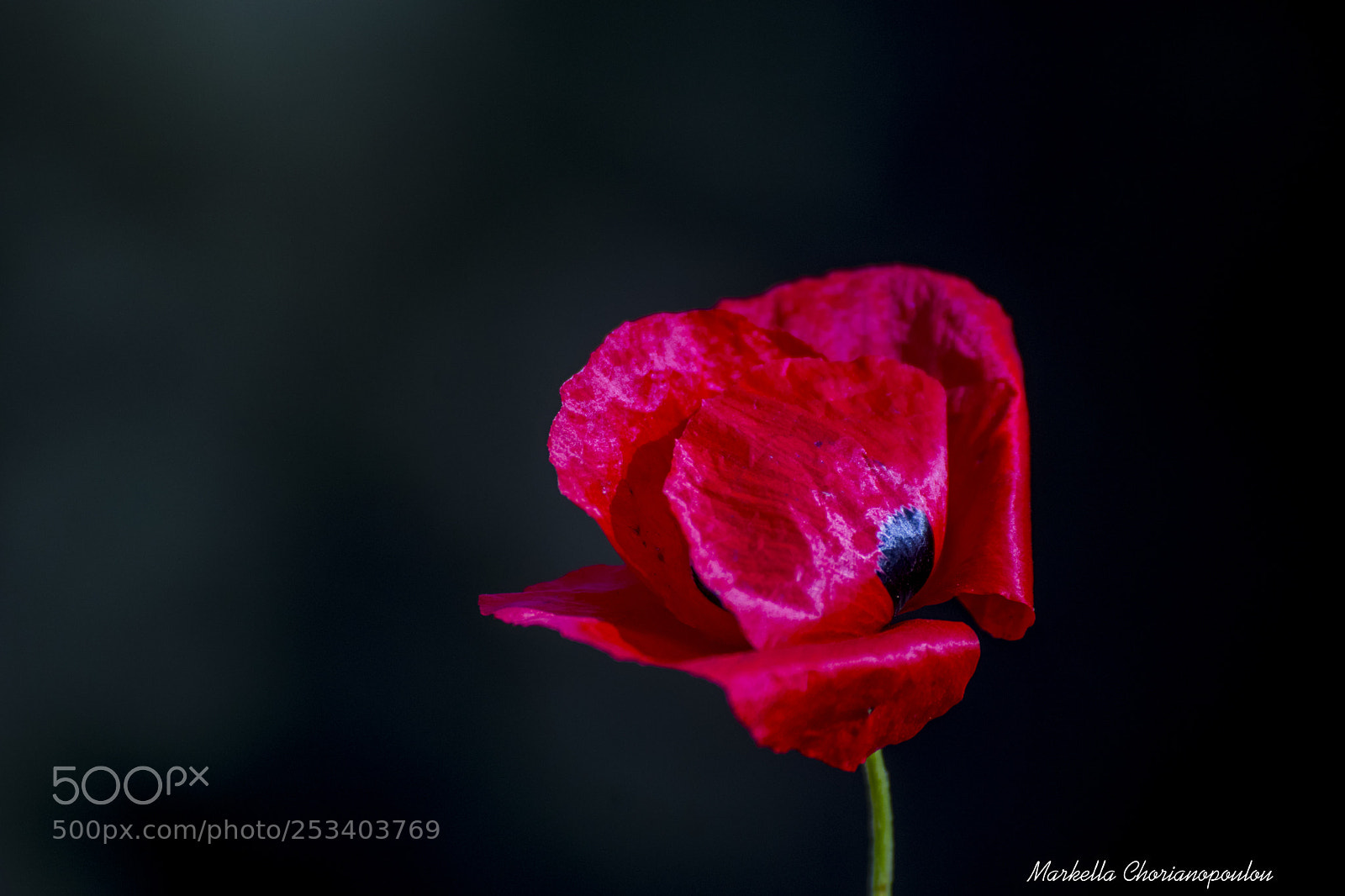 Nikon D3300 sample photo. Poppy photography