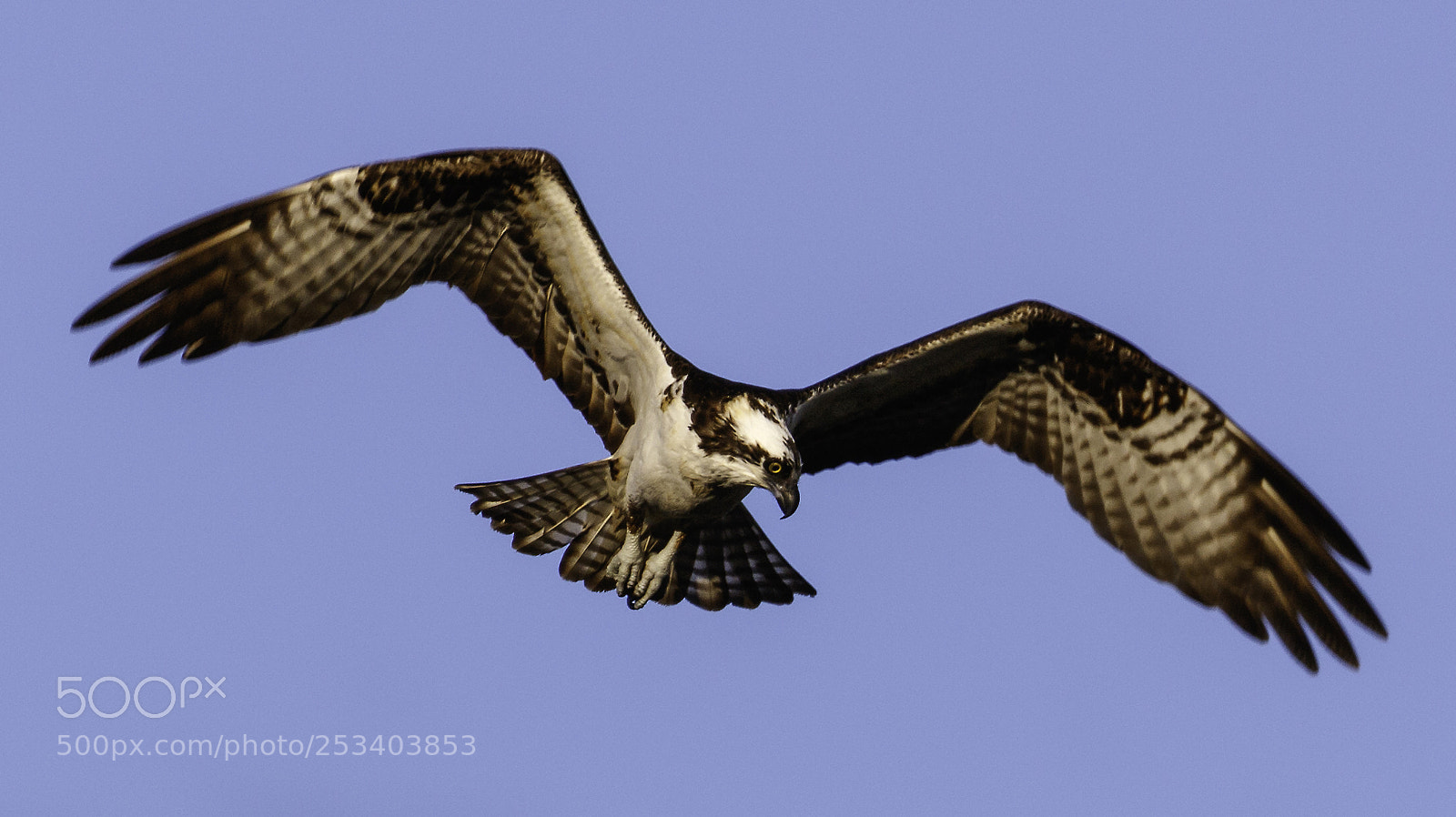 Canon EOS 7D Mark II sample photo. Hunting photography
