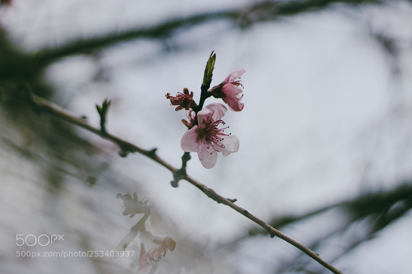 Canon EOS 1300D (EOS Rebel T6 / EOS Kiss X80) sample photo. Spring photography