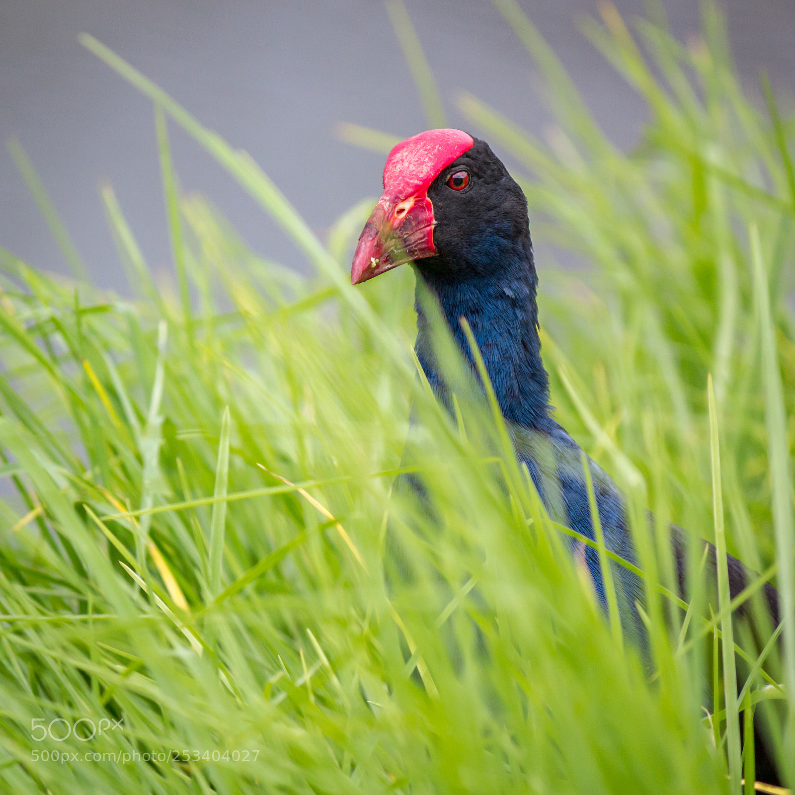 Canon EOS 600D (Rebel EOS T3i / EOS Kiss X5) sample photo. Pukeko tahuna torea reserve photography