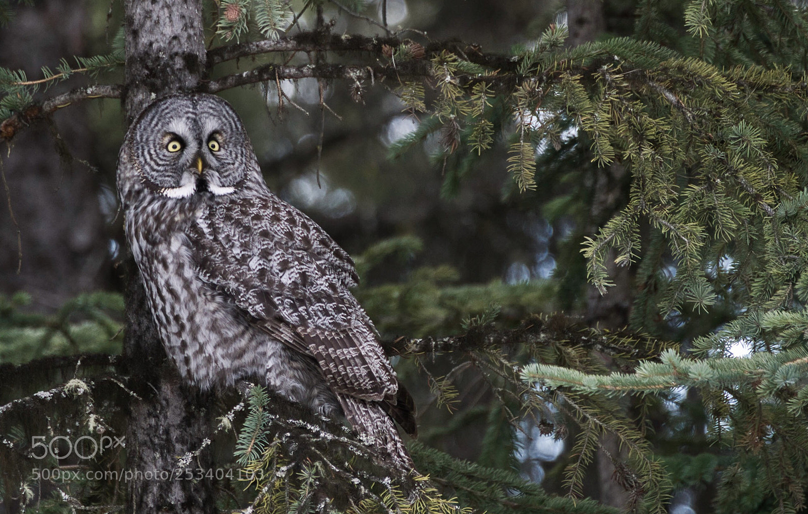 Sony a7R II sample photo. Watchful eye photography