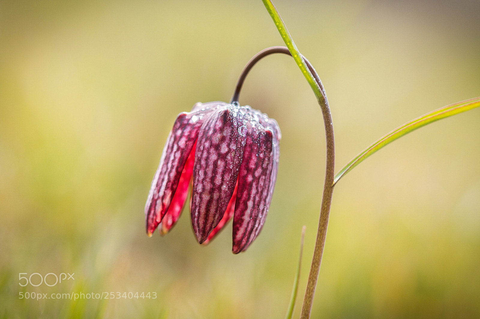 Canon EOS 70D sample photo. Drooping tulip photography