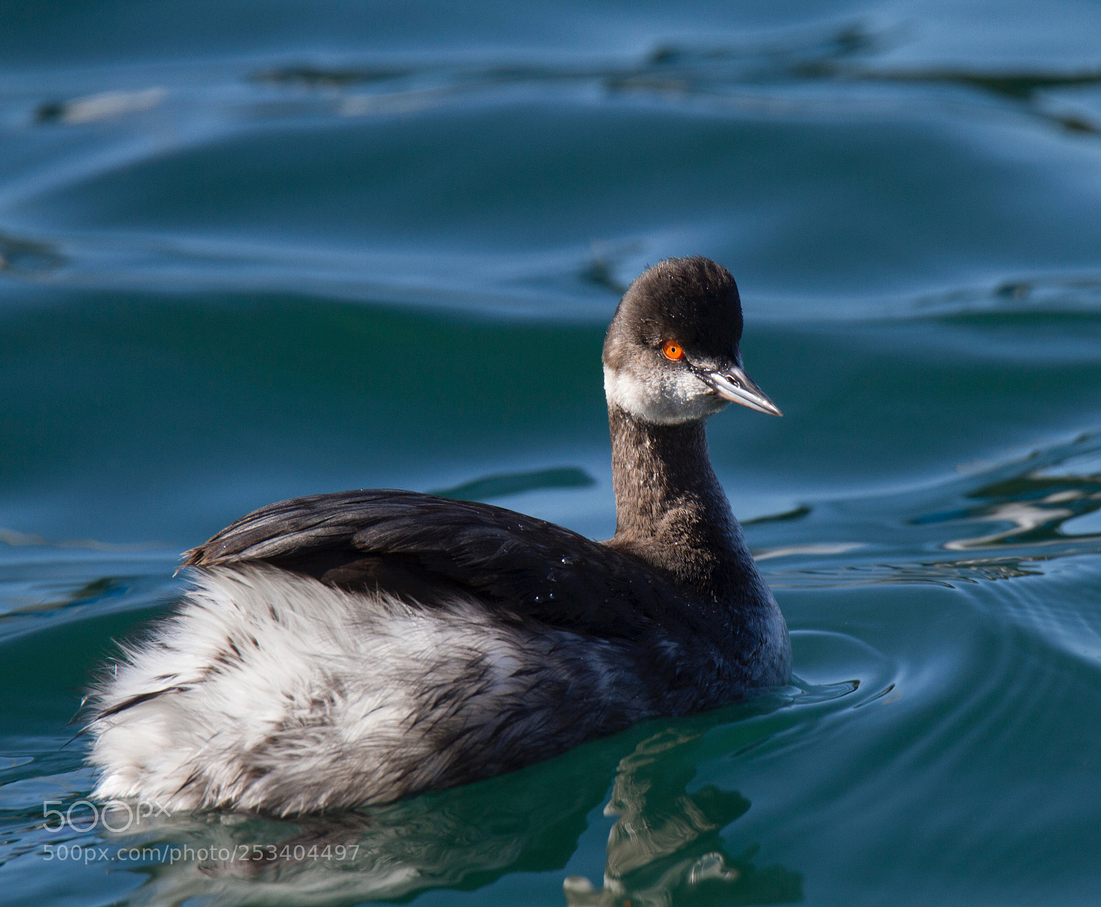 Canon EOS 7D sample photo. Eared grebe
monterey ca photography