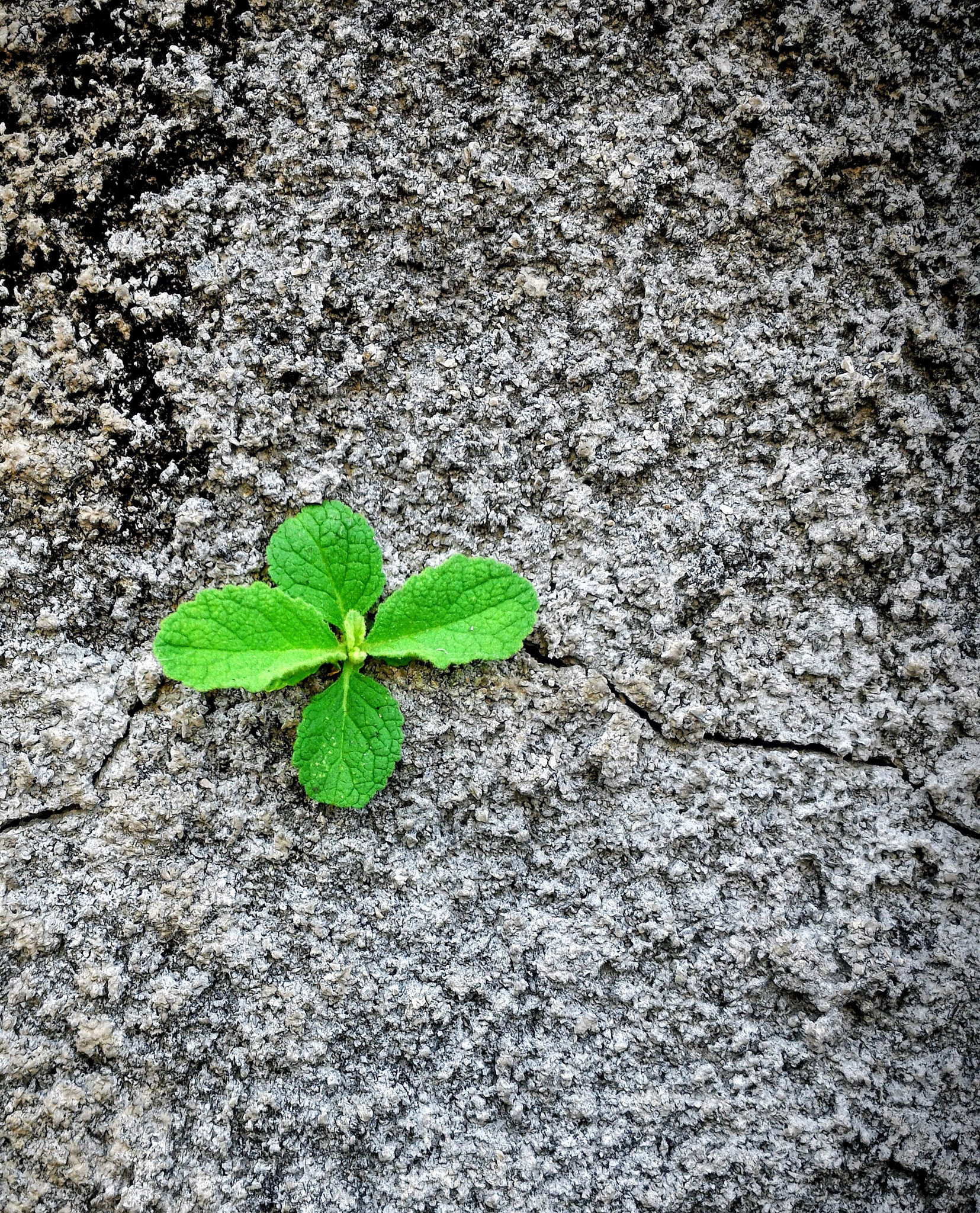 ASUS ZenFone 2 (ZE551ML) sample photo