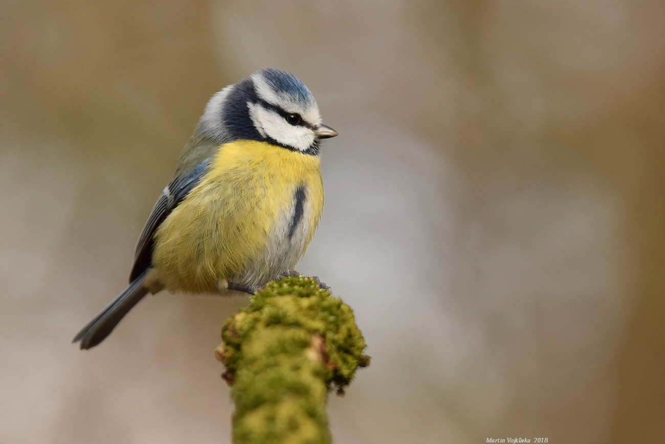 Nikon D5300 sample photo. Blue tit photography