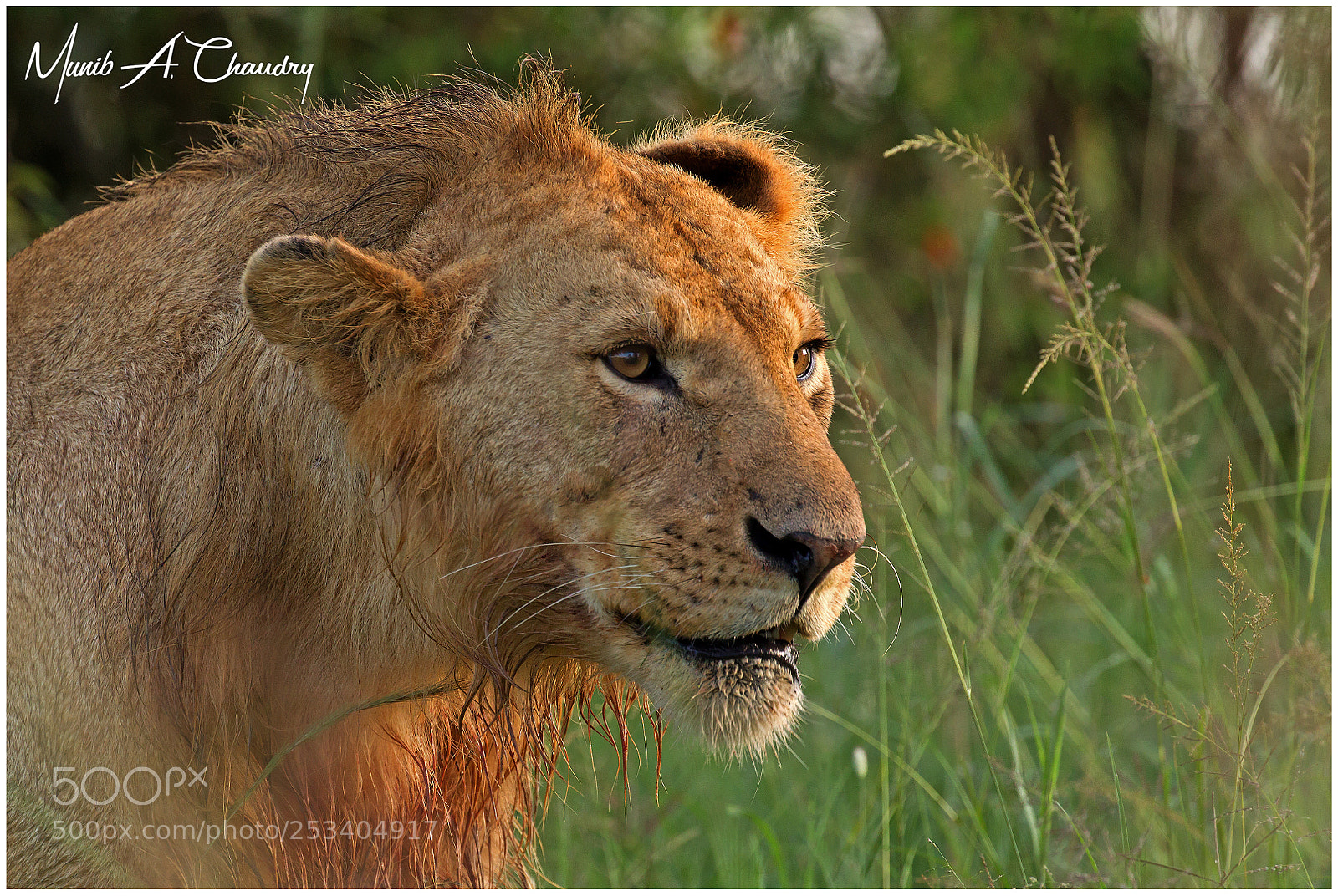 Canon EOS-1D Mark IV sample photo. Earless after feasting! photography