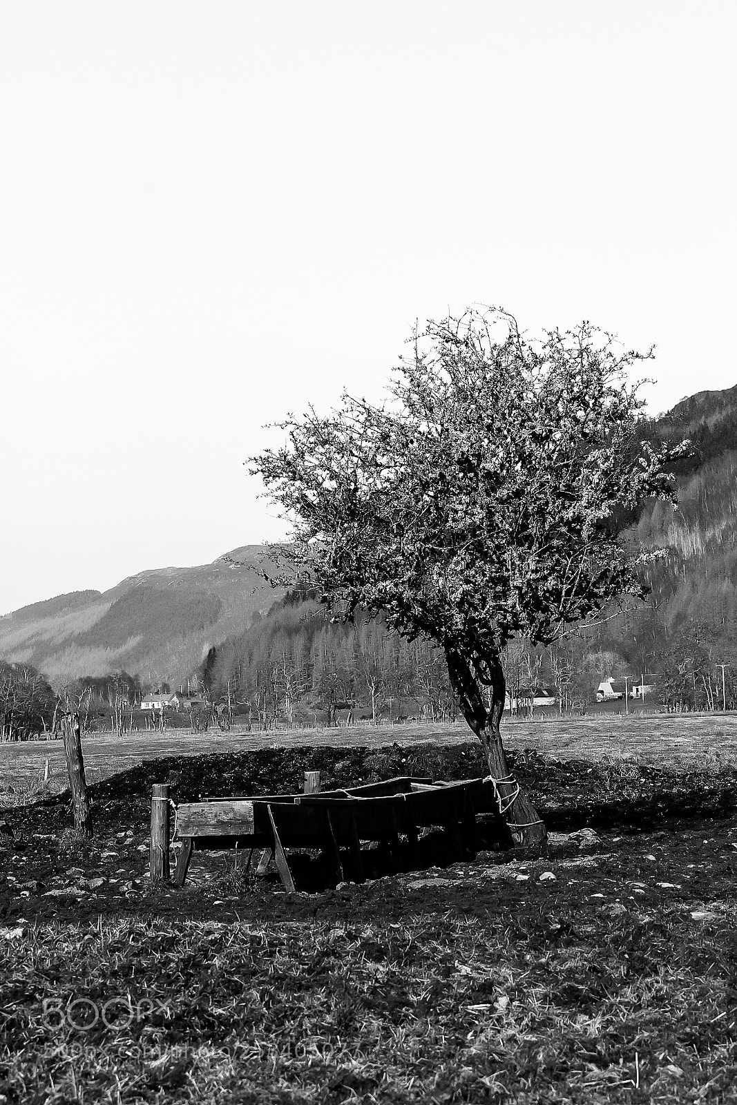 Canon EOS 1300D (EOS Rebel T6 / EOS Kiss X80) sample photo. The tree and the photography