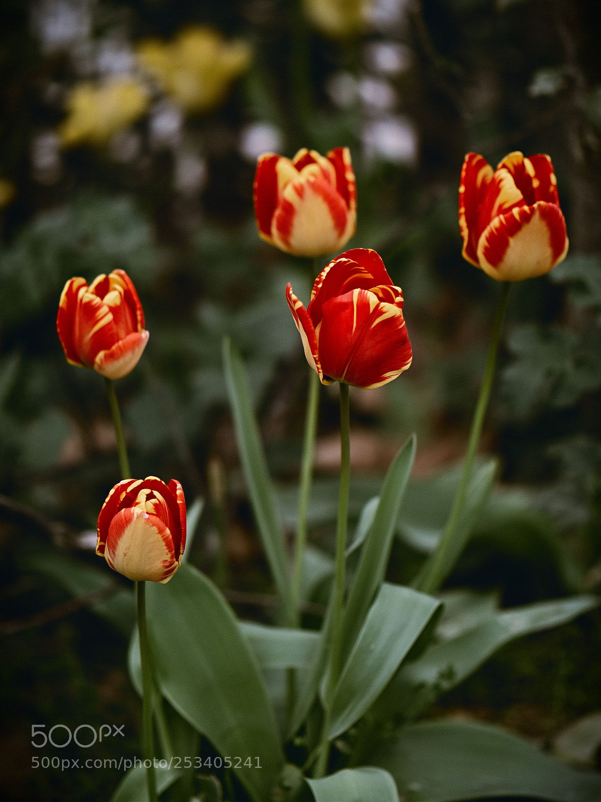 Panasonic Lumix DC-GH5 sample photo. *** photography