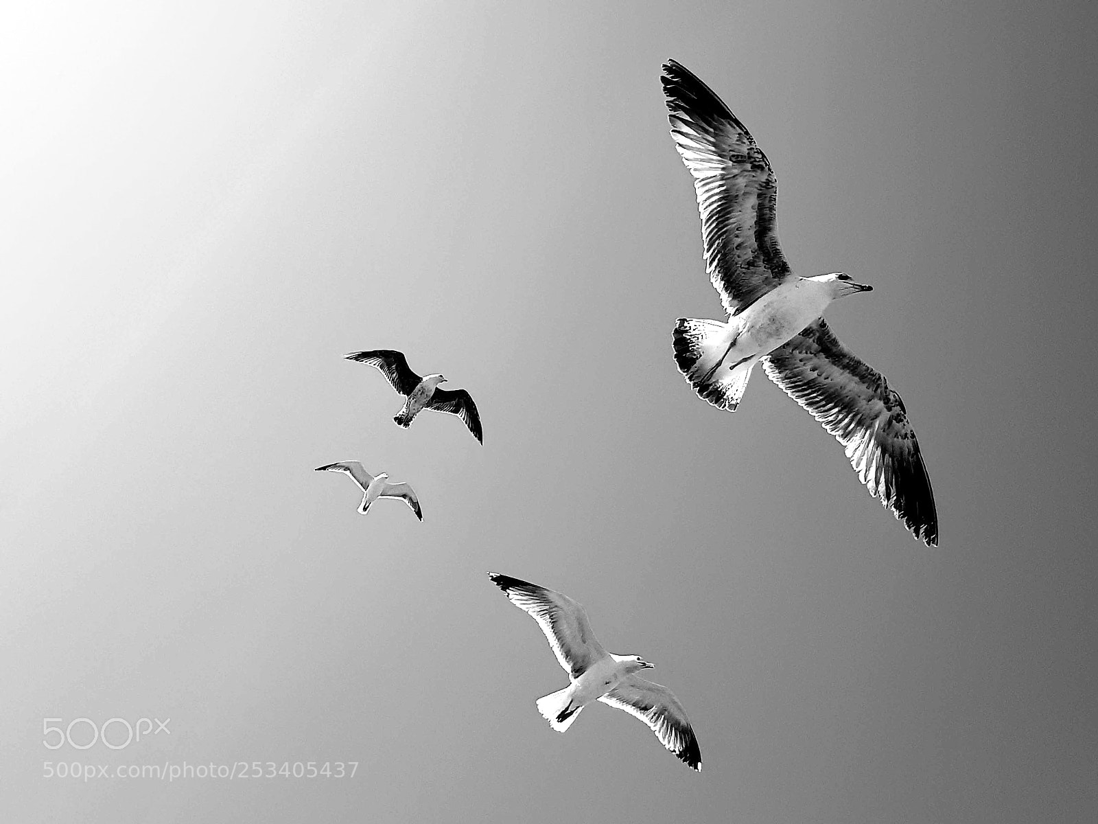 Samsung Galaxy S8+ sample photo. Seagulls photography