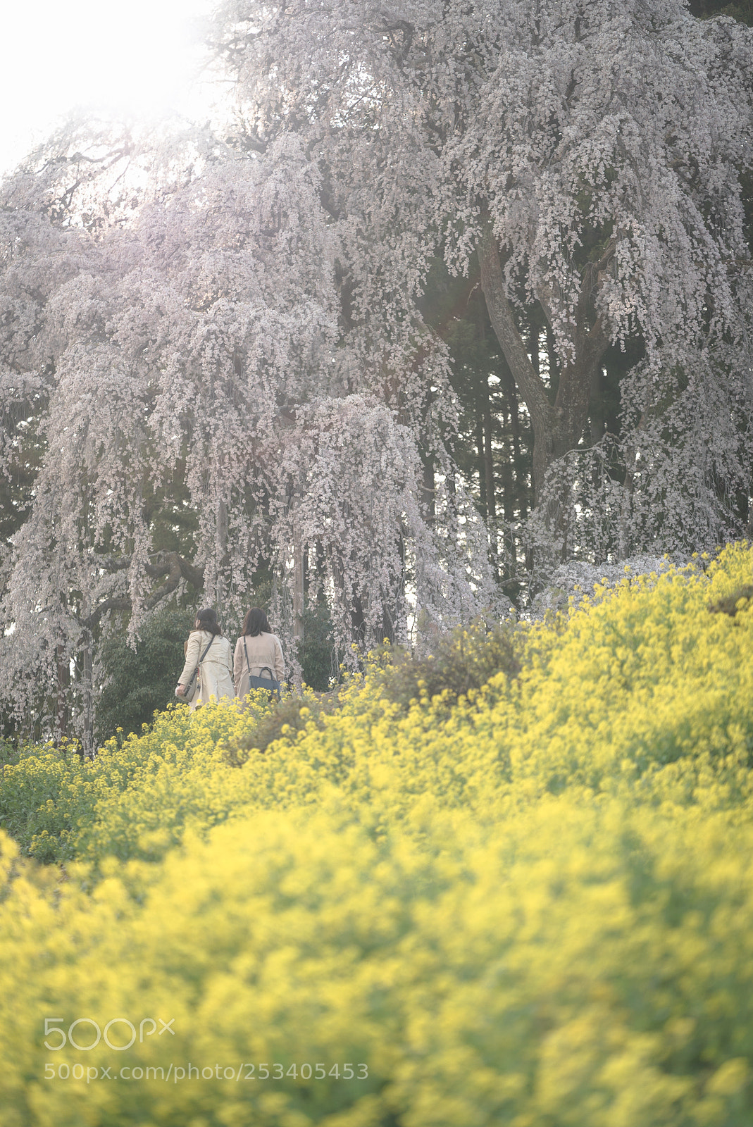 Sony a7S II sample photo. Before sunset in spring photography