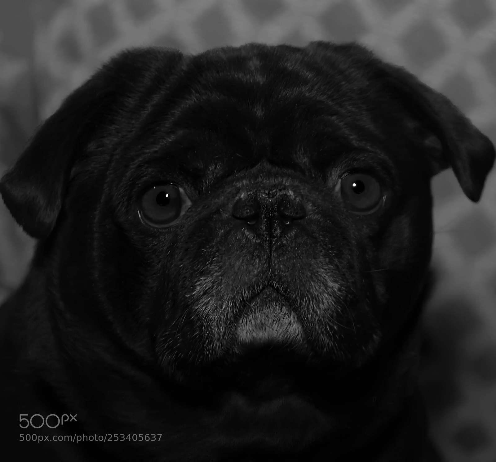 Nikon D7100 sample photo. Man best friend photography