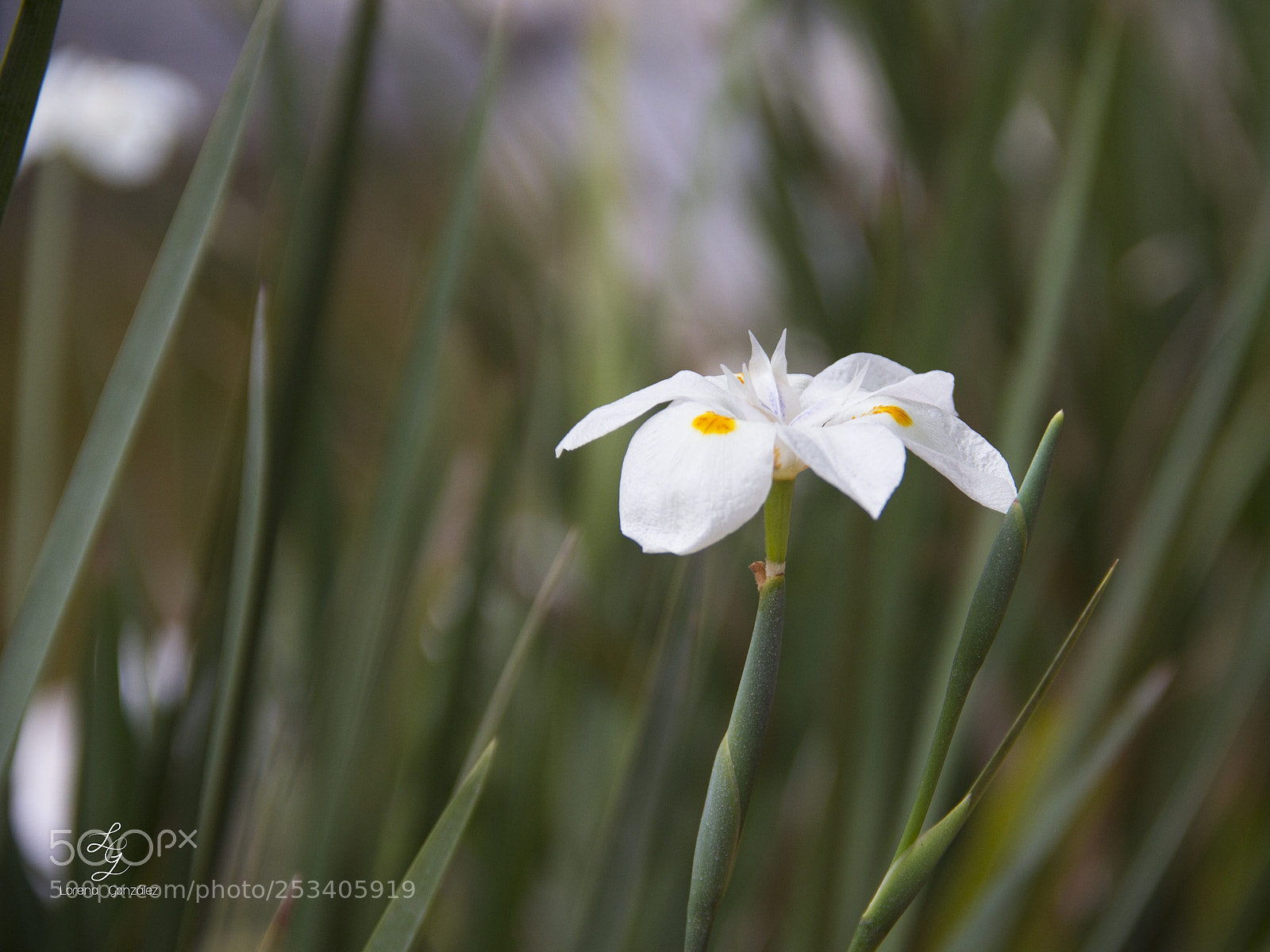 Canon EOS 60D sample photo. The wonders of nature photography
