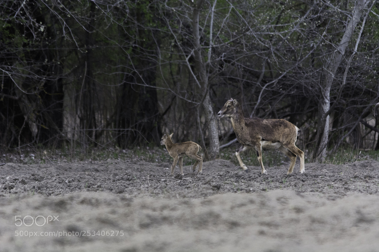 Nikon D7100 sample photo. New born mufflon photography