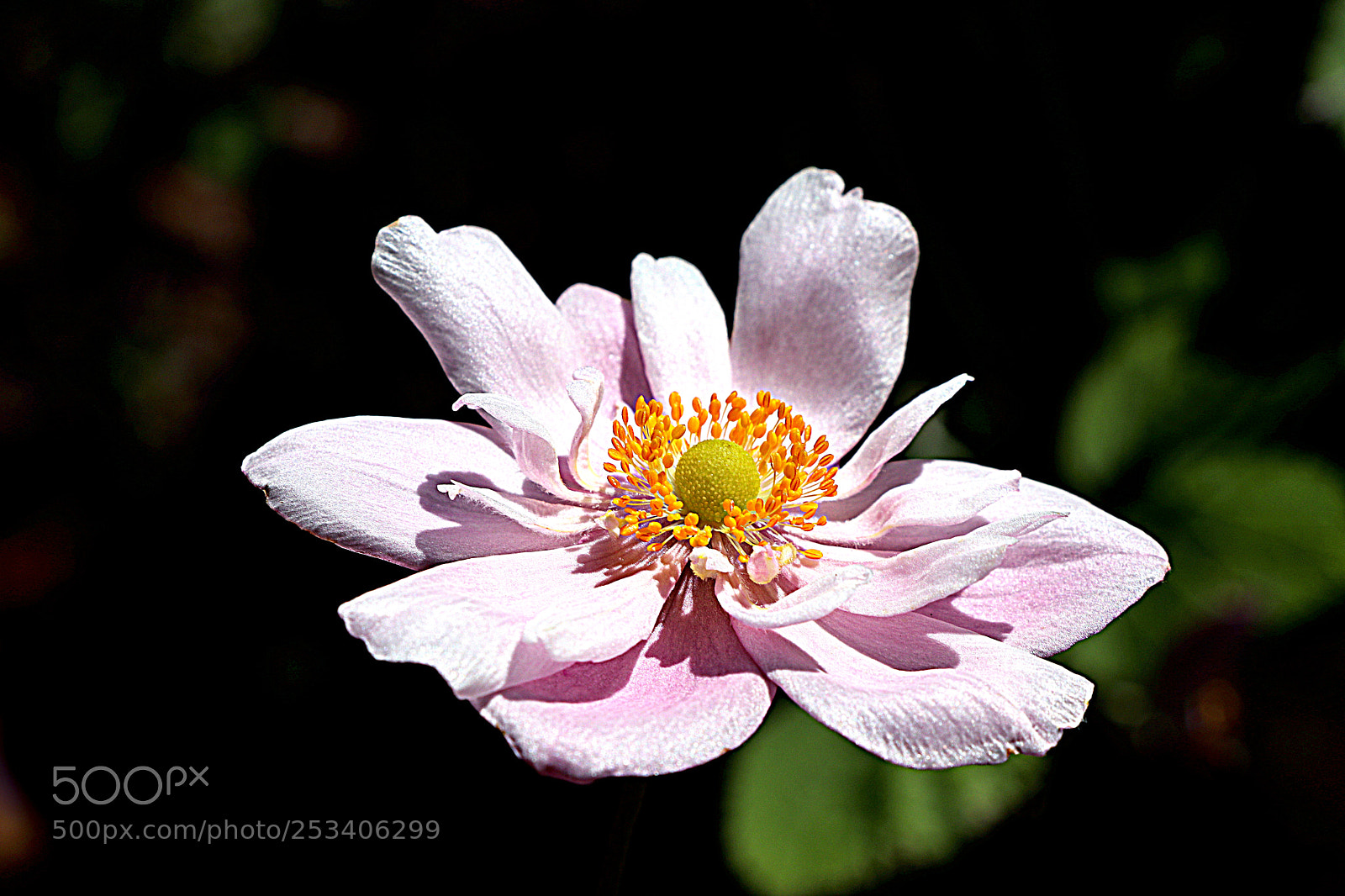 Canon EOS 80D sample photo. Wind anemone in the photography