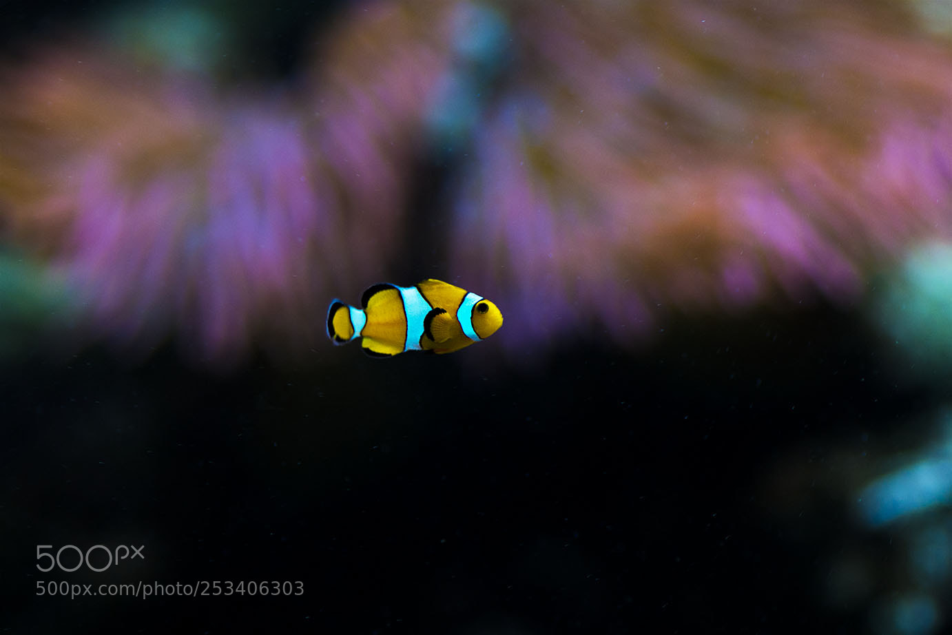 Nikon D3100 sample photo. I find nemo. photography