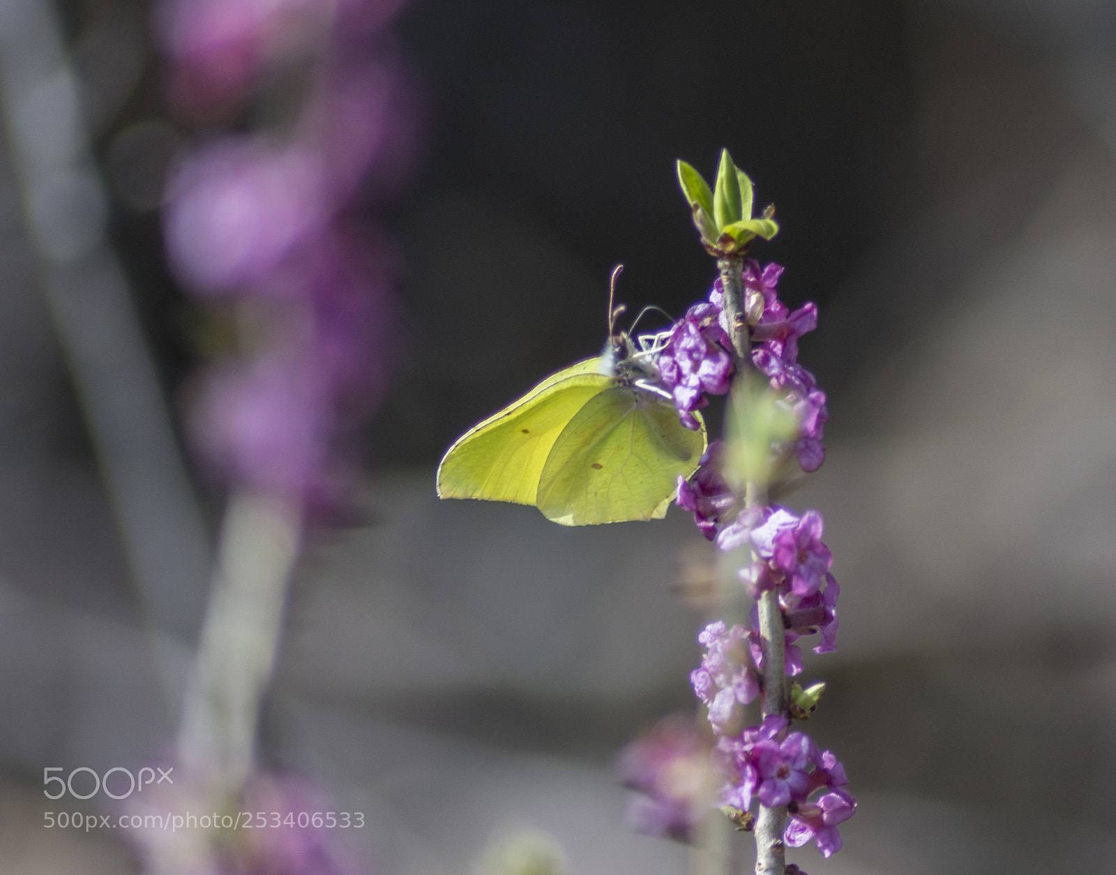 Sony ILCA-77M2 sample photo. Yellow butterfly photography