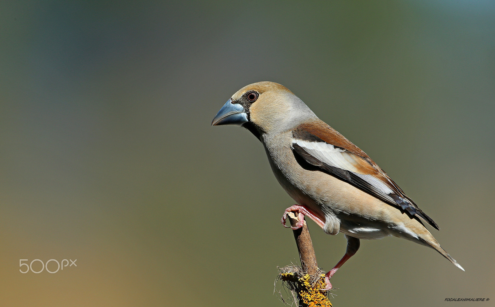 Canon EF 500mm F4L IS USM sample photo. Focaleanimaliere © photography