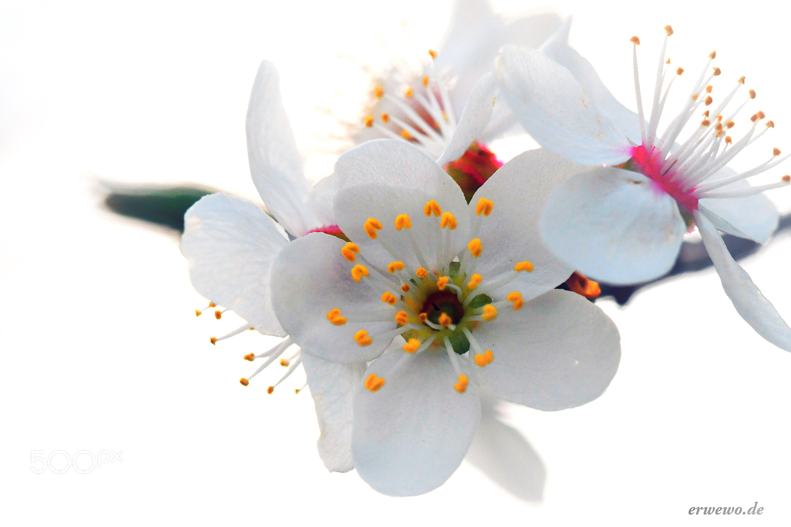 Nikon D500 sample photo. ...everywhere is spring... photography