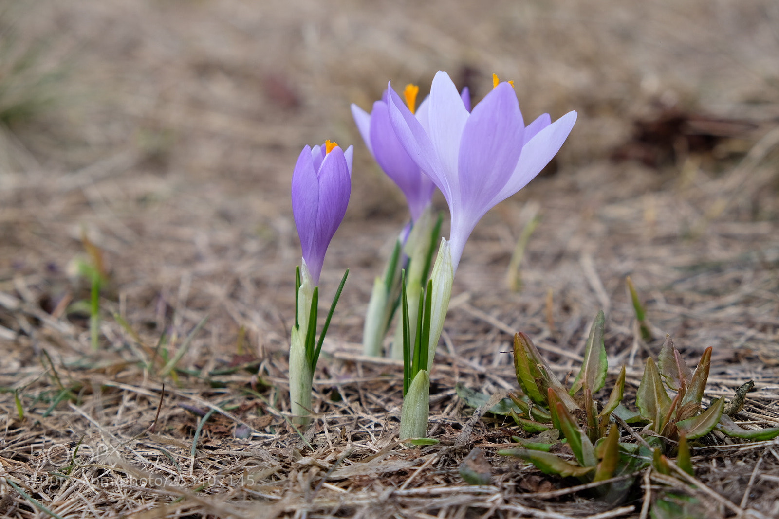 Fujifilm X-T1 sample photo. Crocus photography