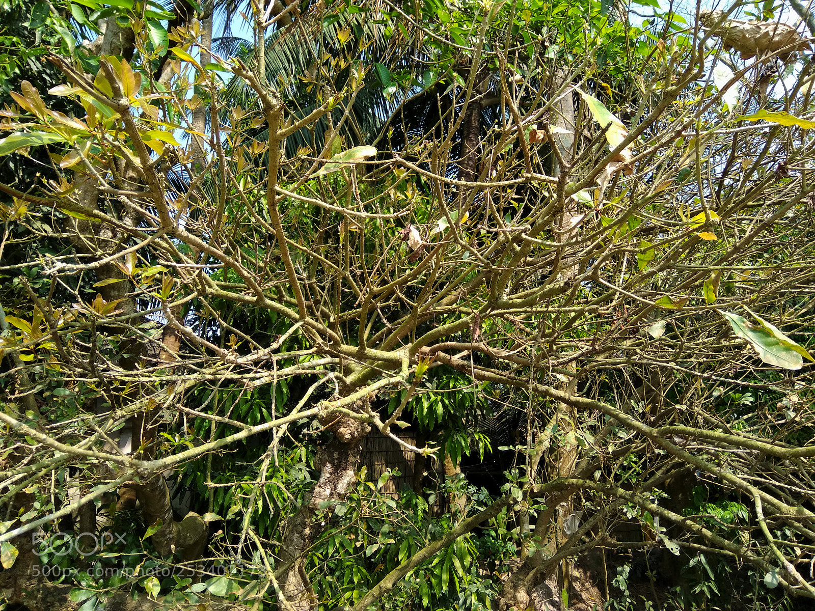 Xiaomi Redmi Note 4 sample photo. Branches... photography