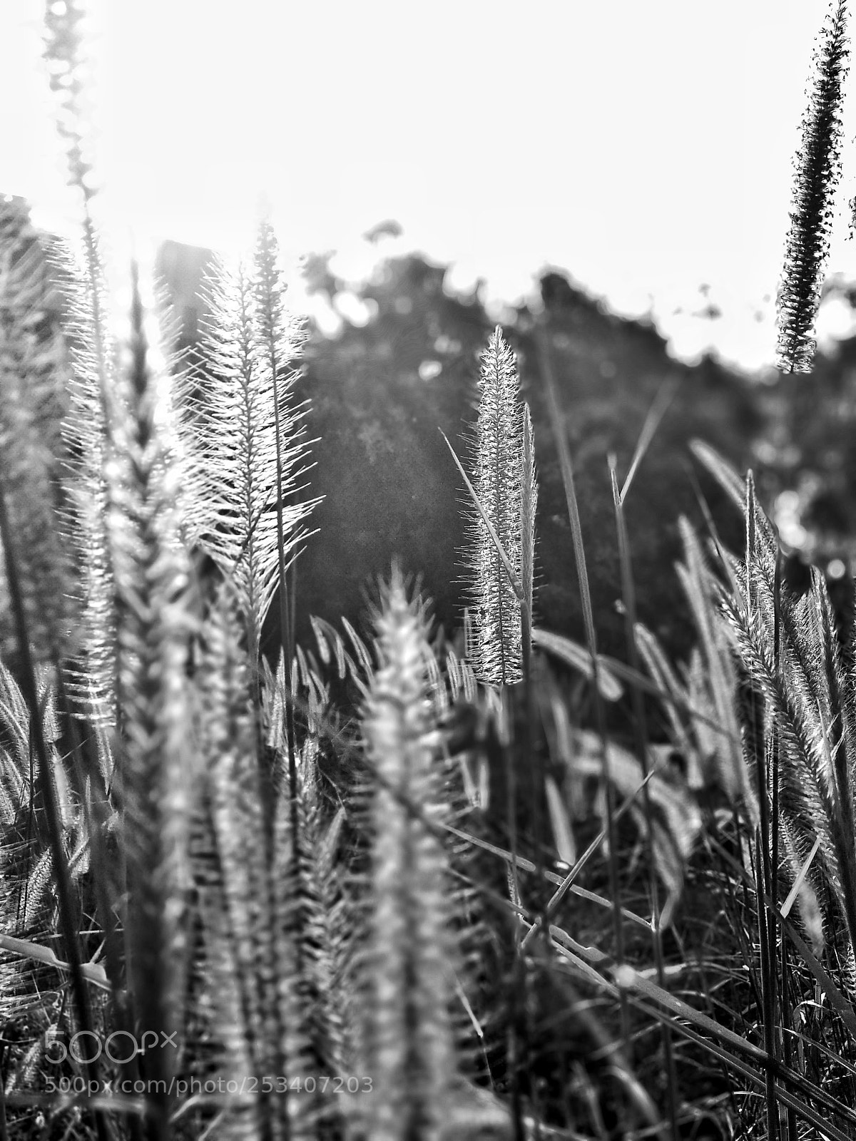 Xiaomi Mi A1 sample photo. In the fields photography