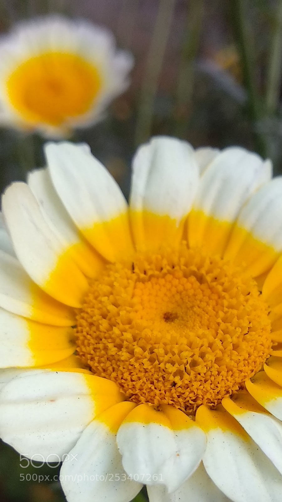 Xiaomi Mi A1 sample photo. The flowers photography