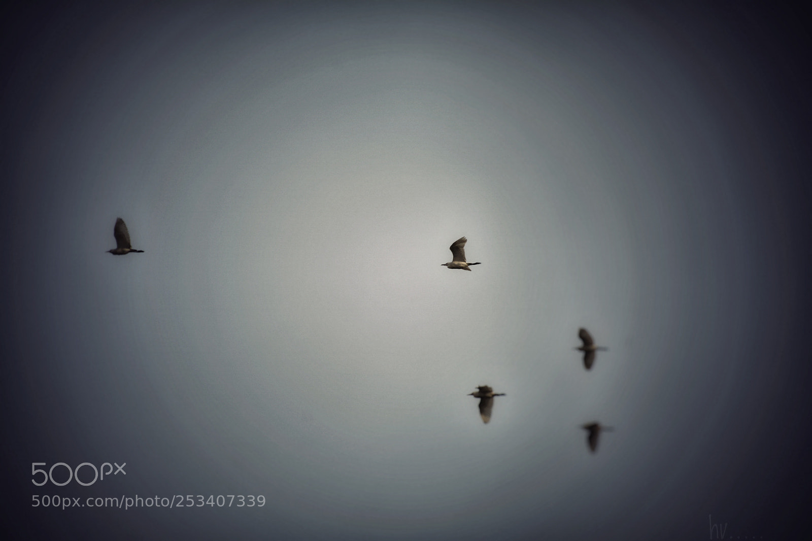 Nikon D7100 sample photo. Fly high photography
