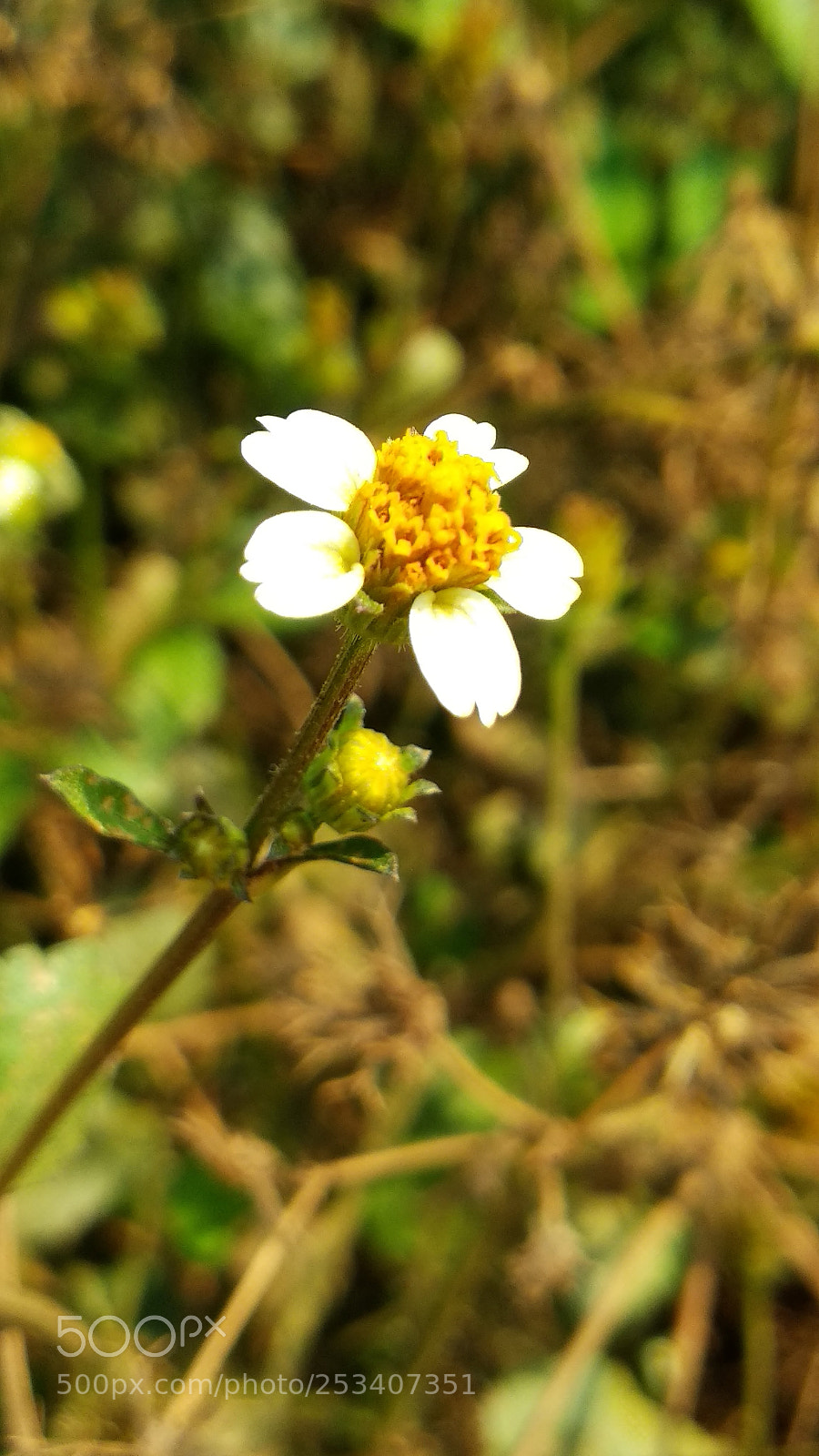 Xiaomi Mi A1 sample photo. The micro flower photography