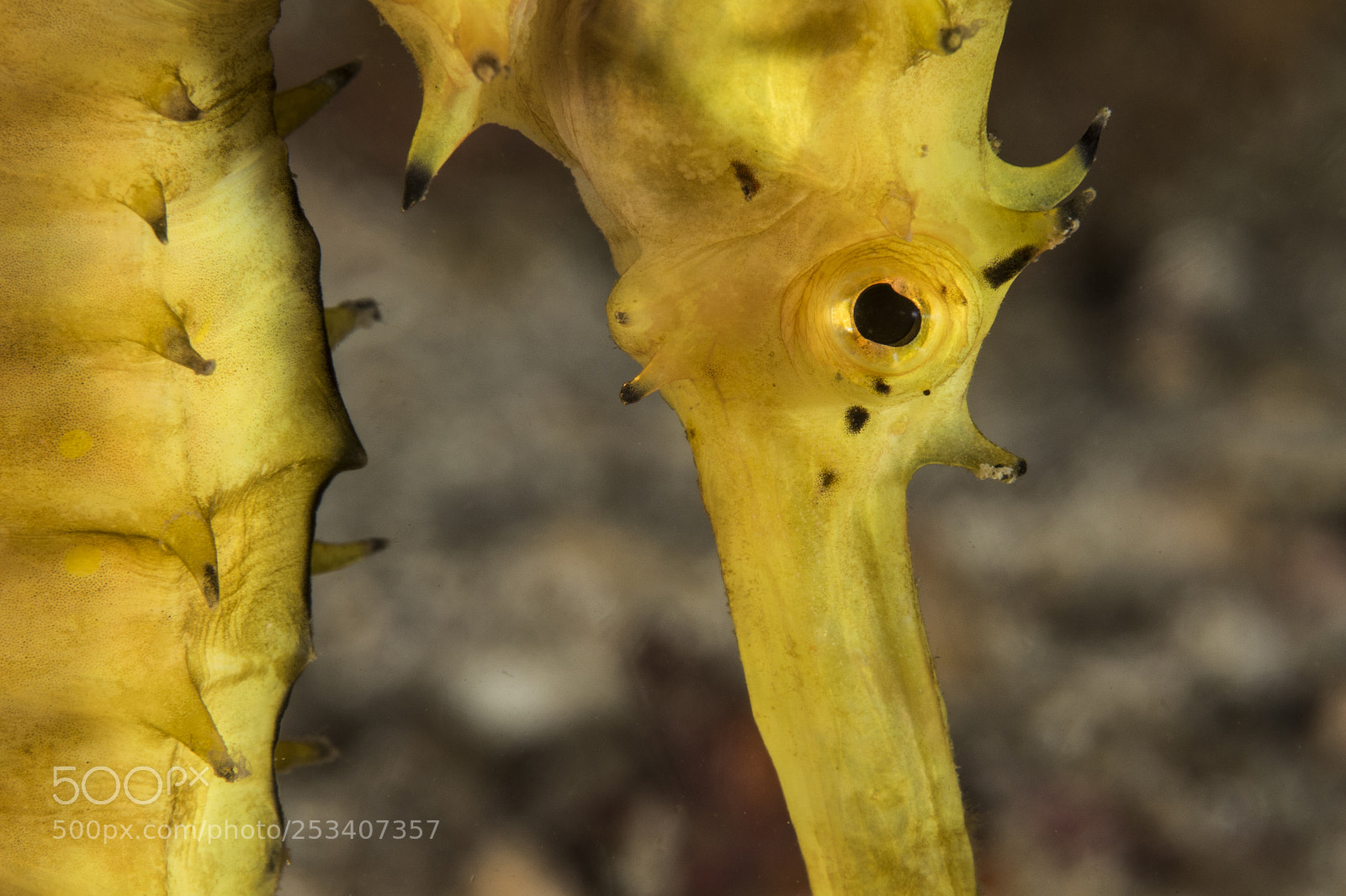 Canon EOS 7D Mark II sample photo. Tigertail seahorse photography