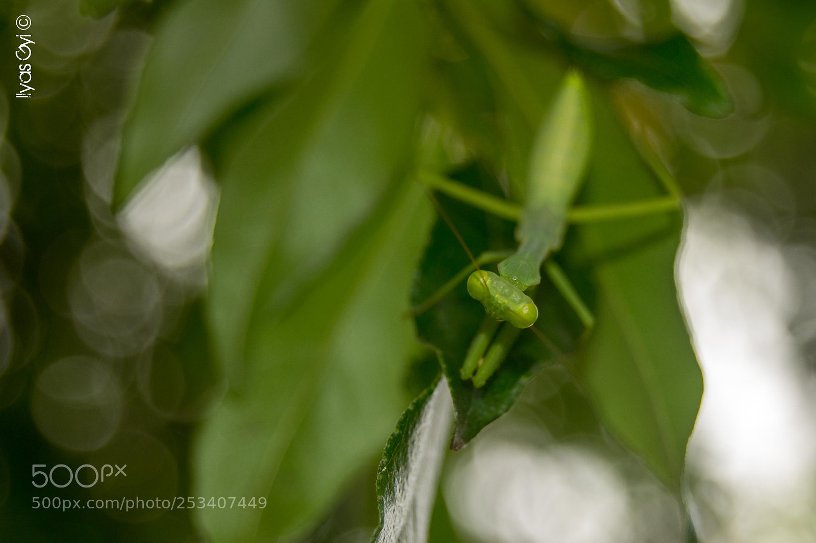 Nikon D3100 sample photo. Preying mantis photography