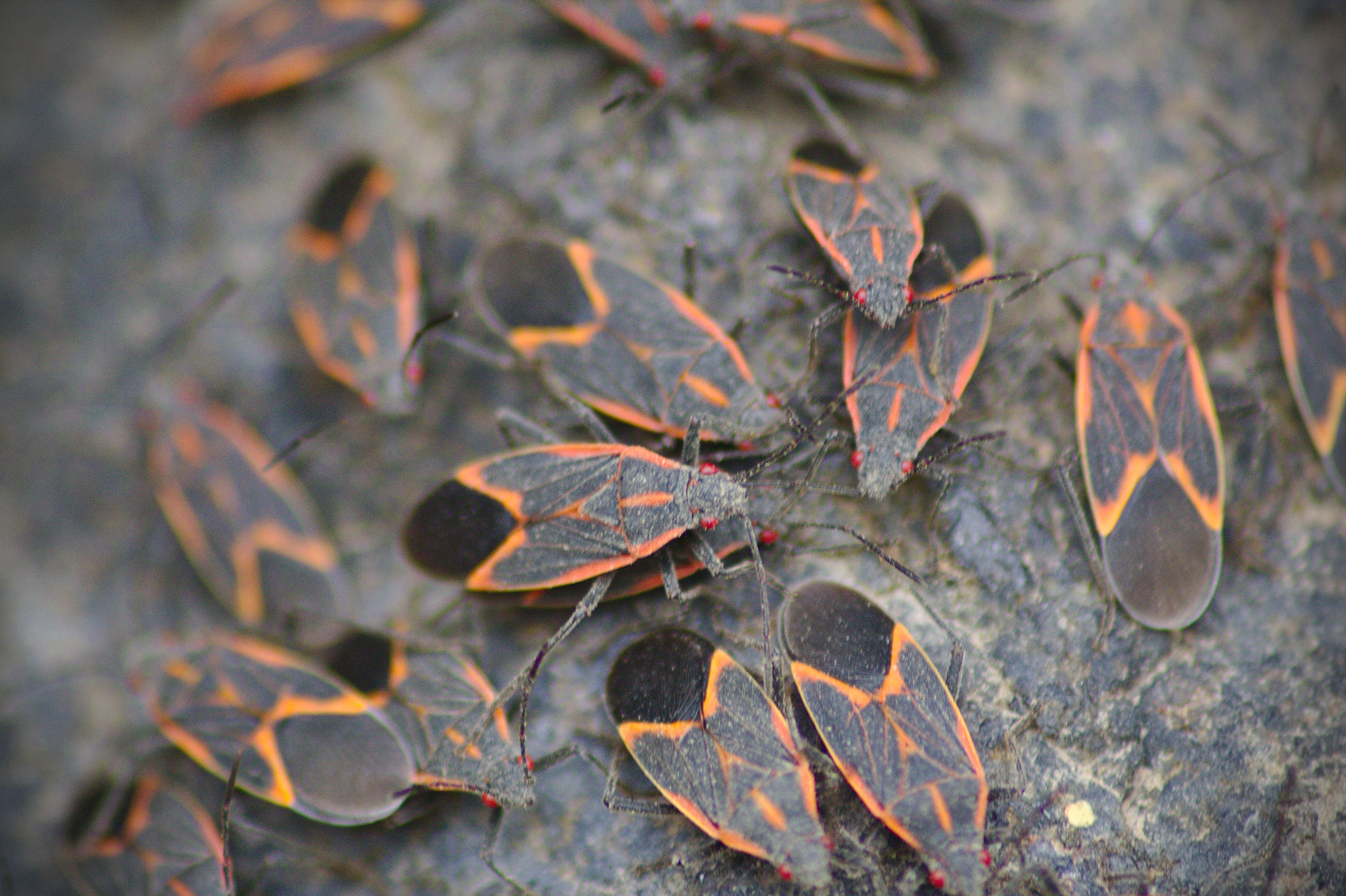 Canon EOS 1000D (EOS Digital Rebel XS / EOS Kiss F) sample photo. Bugs from the void photography