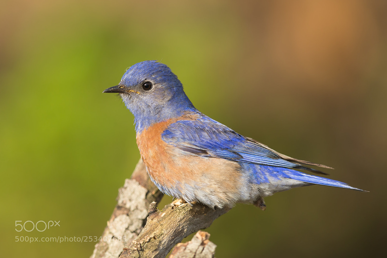 Canon EOS-1D X sample photo. Western bluebird photography
