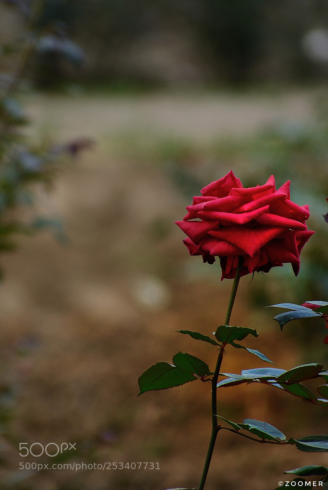 Nikon D5600 sample photo. Wallpaper photography