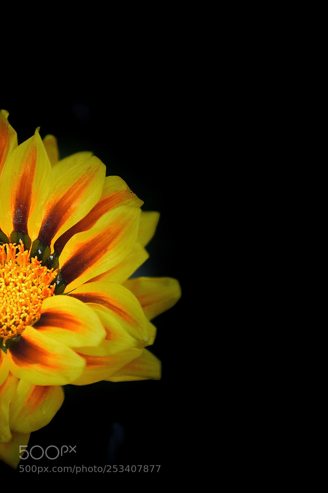 Nikon D5600 sample photo. Wallpaper 02 photography