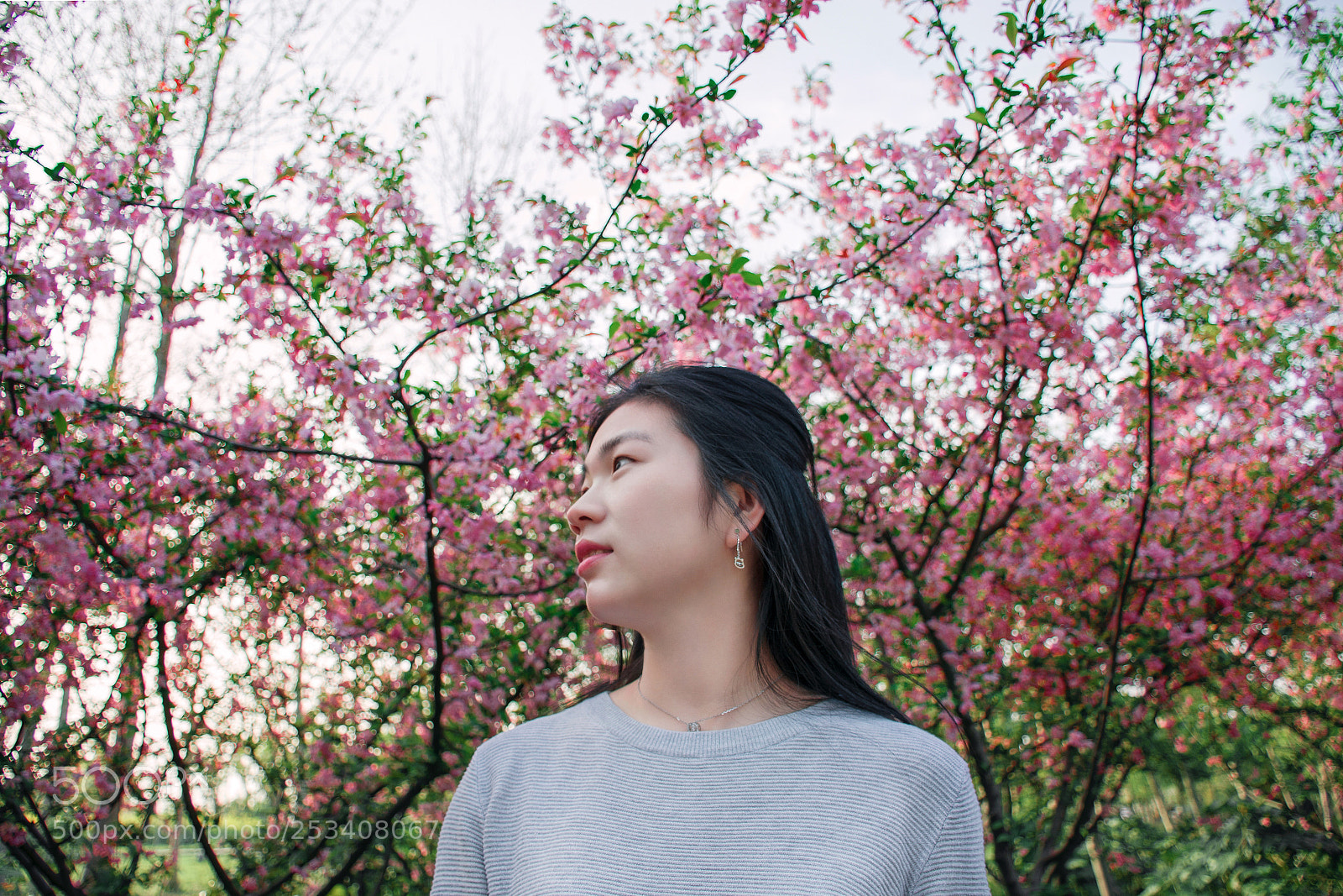Nikon D7100 sample photo. 樱花摄影 photography