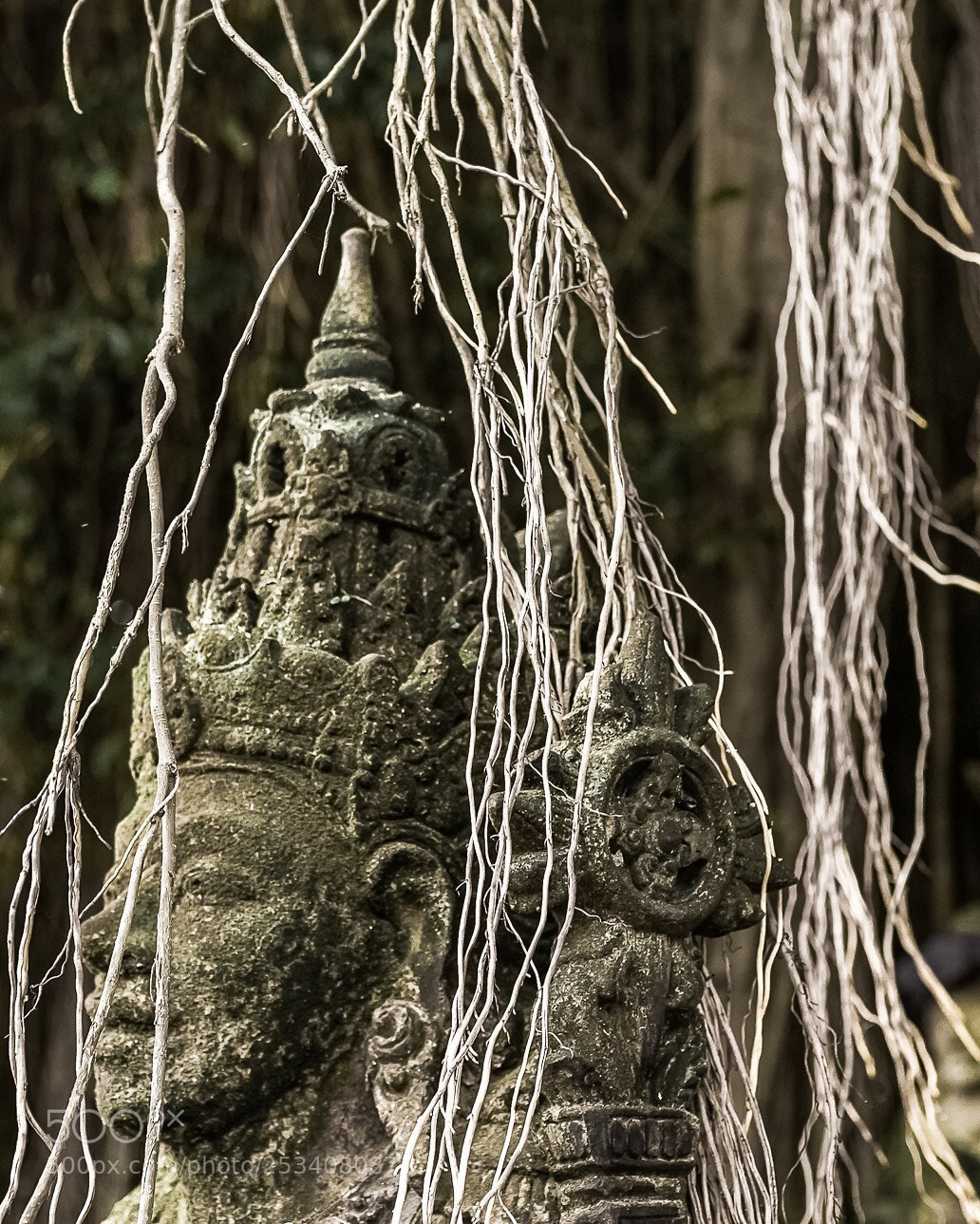 Canon EOS 5D Mark IV sample photo. Under a tree photography