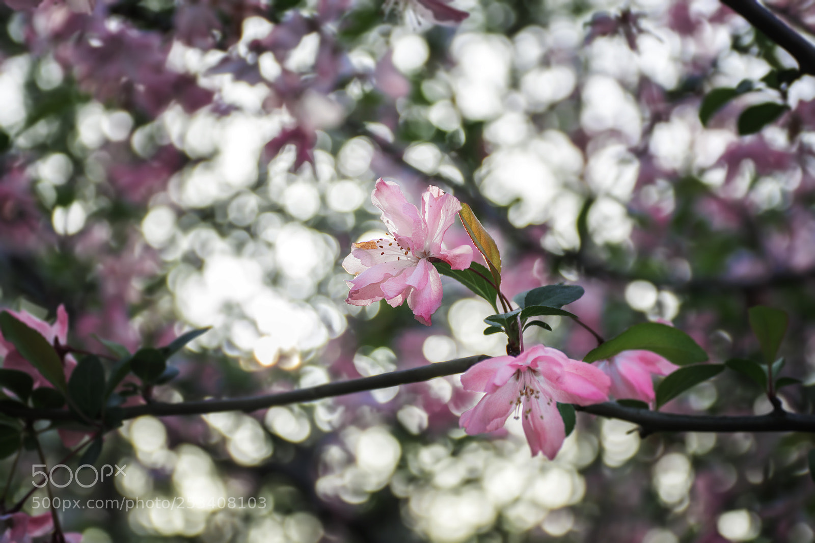 Nikon D7100 sample photo. 樱花摄影 photography