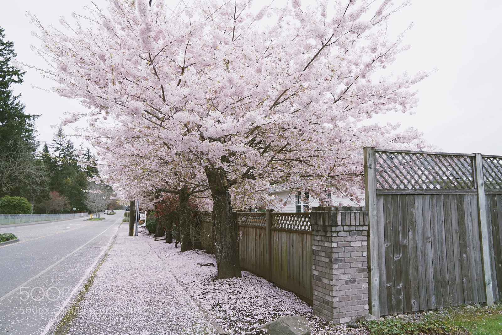 Sony a7R II sample photo. Untitled photography