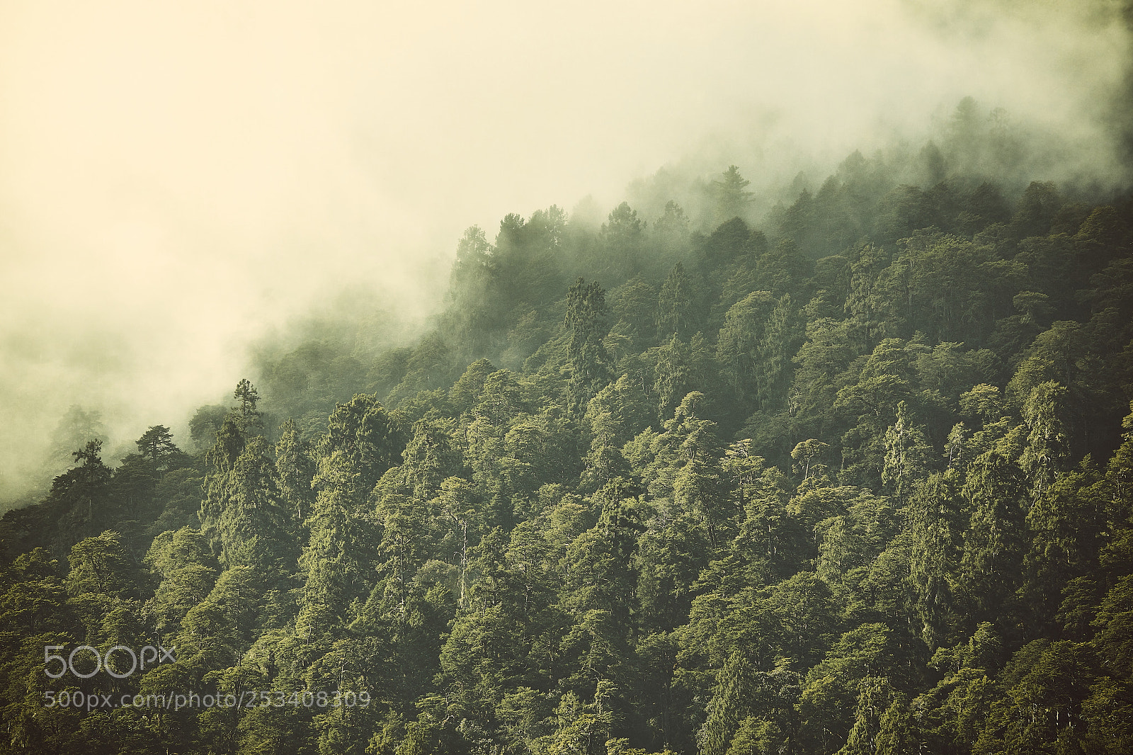Canon EOS 5D Mark IV sample photo. Bhutan the mystical forests photography
