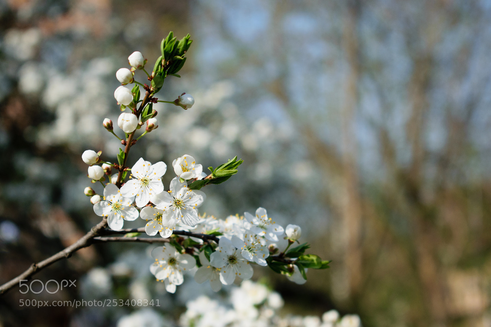 Nikon D5300 sample photo. Aliche photography